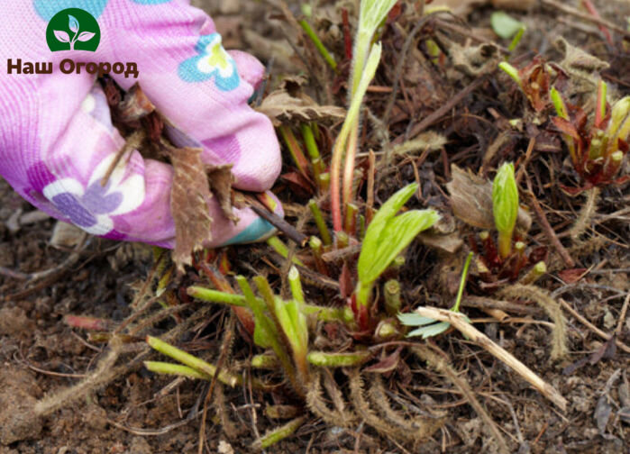 Обрезать листья или нет?