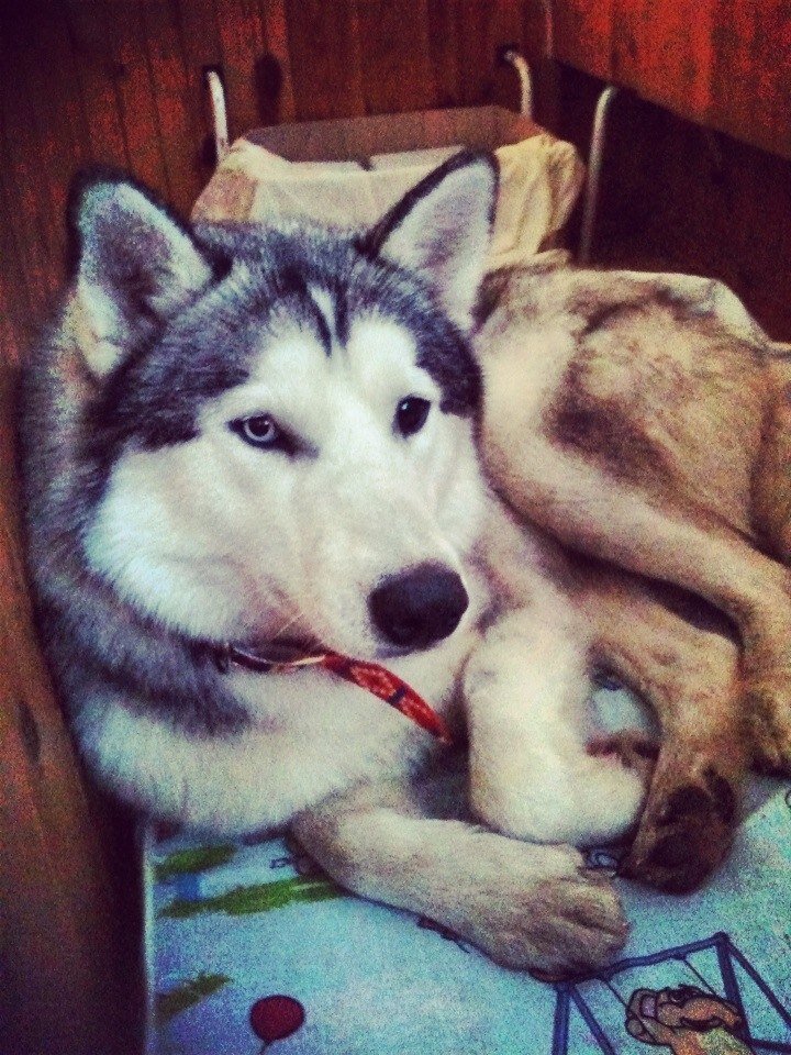 Это Семён, мы подобрали его на улице...