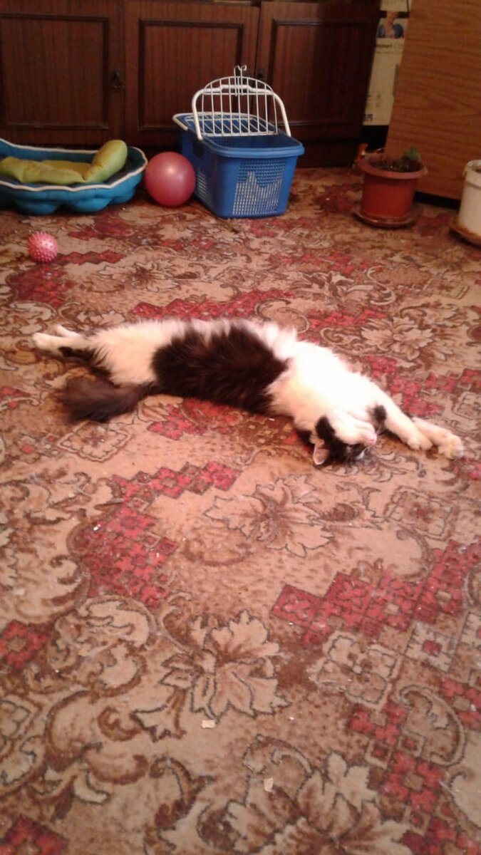 Кукла: "Животик обязан быть натружен и поглажен!"