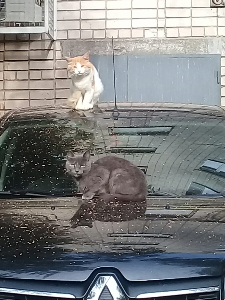 Дядь, подожди, а...