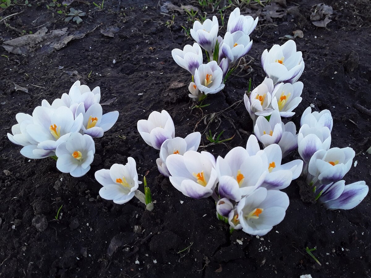 Крокус ботанический, сорт Prins Claus