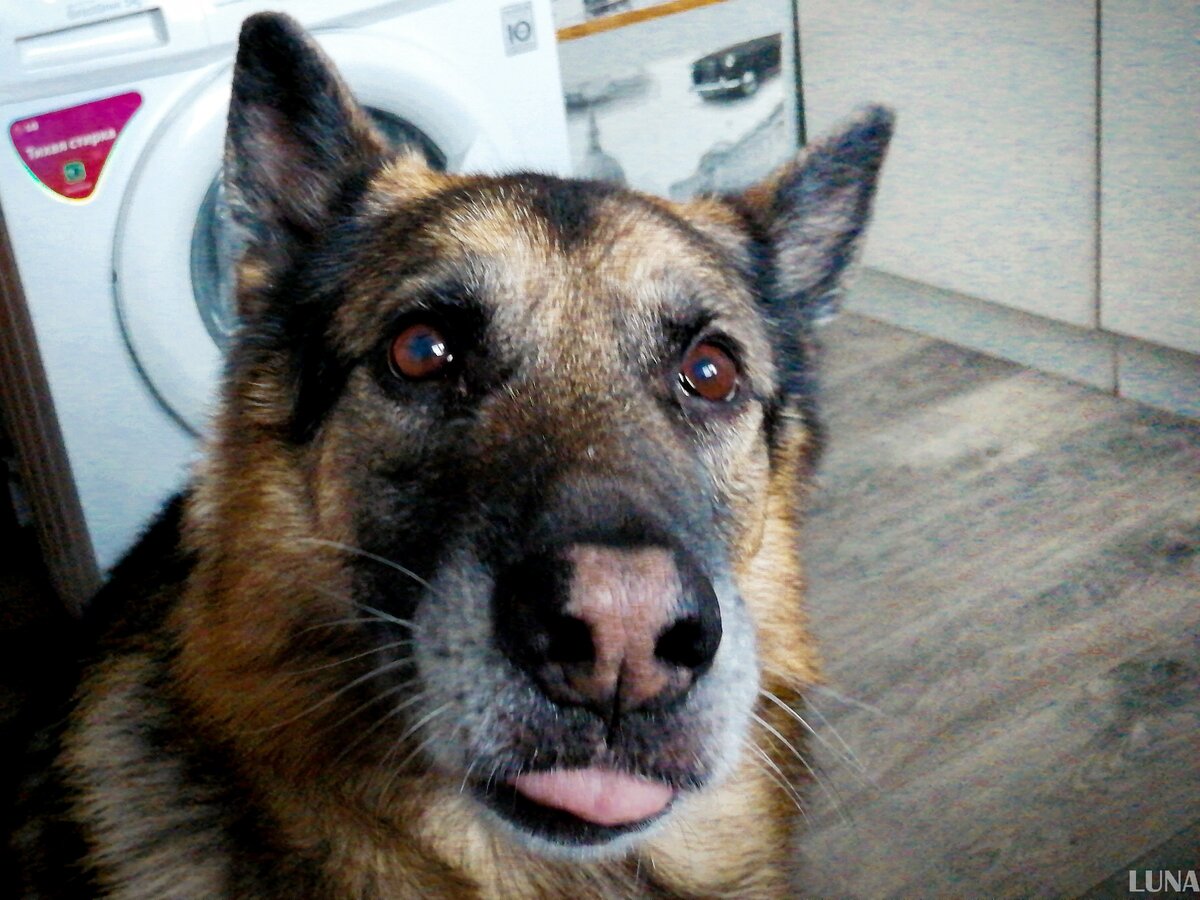 Кажется, этот пес меня троллит