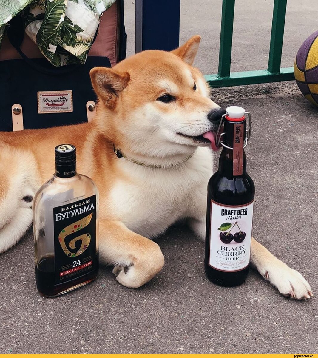 Хаски бухает
