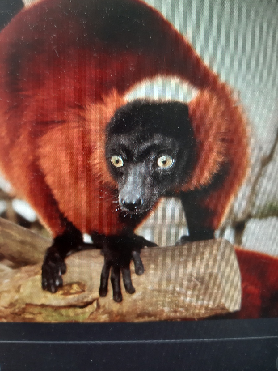 Красный Лемур