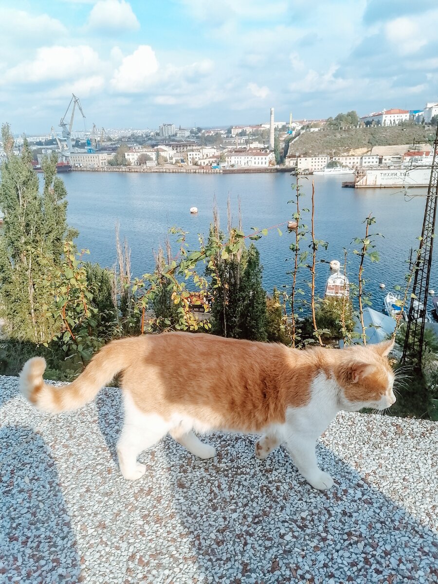 И кошки любят смотреть на корабли