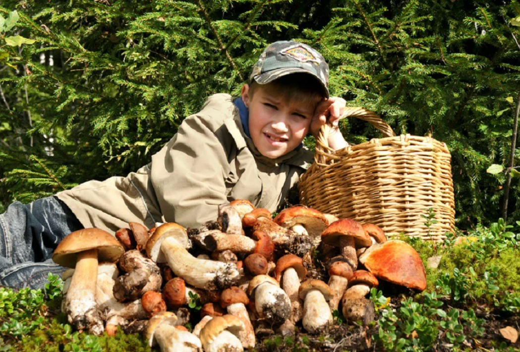 Picking mushrooms. Сбор грибов. Грибы в лесу. Собирание грибов в лесу. Собирать грибы в лесу.
