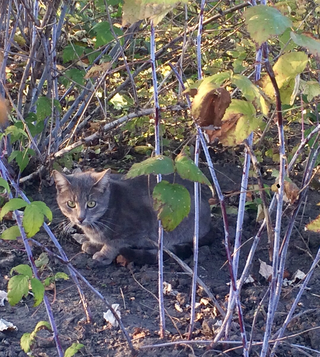Котик Лешка за хозяйкой и в огонь и в воду!