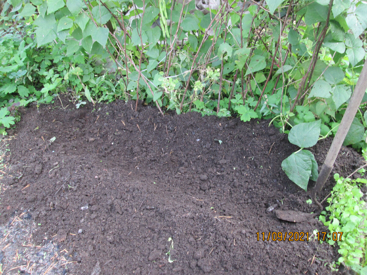 Вот такая получилась. Справа - любимая тяпка. 