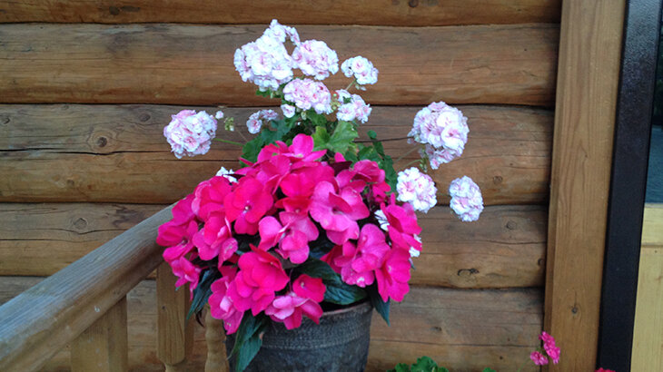 Пеларгония и бальзамин на улице. Фото автора