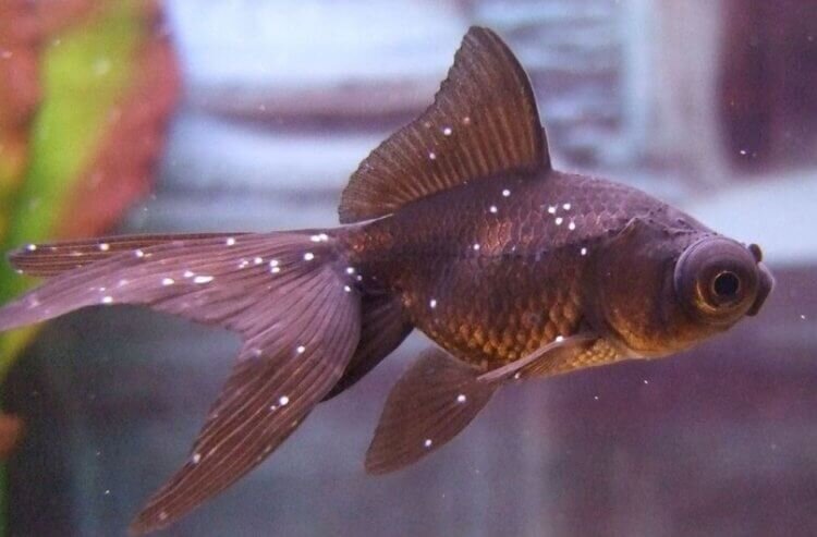Аквариумная рыбка с ихтиофтириозом