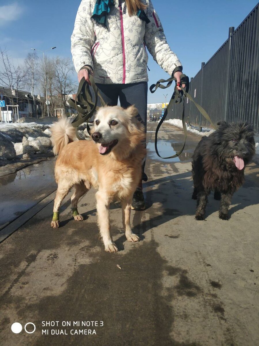 Беллу и ещё одну собаку продали алкашам. Те были хозяевами... алкашами. И умерли от алкашеской жизни. и вот, ау, заводчики?!!!! ау?????? хотите ли поучаствовать в беде, которую вы сделали? Кстати, к таким постам всегда бывают смешные комментарии, вроде там про клеймо. Которое, видимо, должно генетически передаваться щенкам)))) Если нет клейма, но собака с признаками породы есть, хотя и в разбавленном виде, извольте, любители баблосов, отвечать за свои действия. 