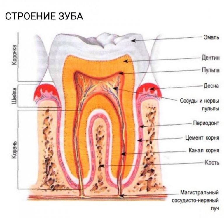 Зуб и его части. Анатомическое строение зуба. Внутреннее строение зуба анатомия. Схема внутреннего строения зуба анатомия. Биология внутреннее строение зуба.