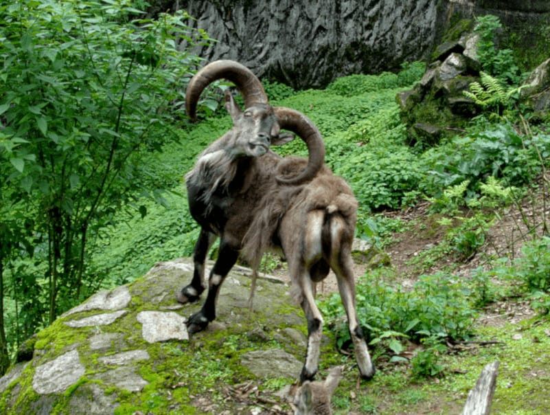 Ты кого небараном назвал?