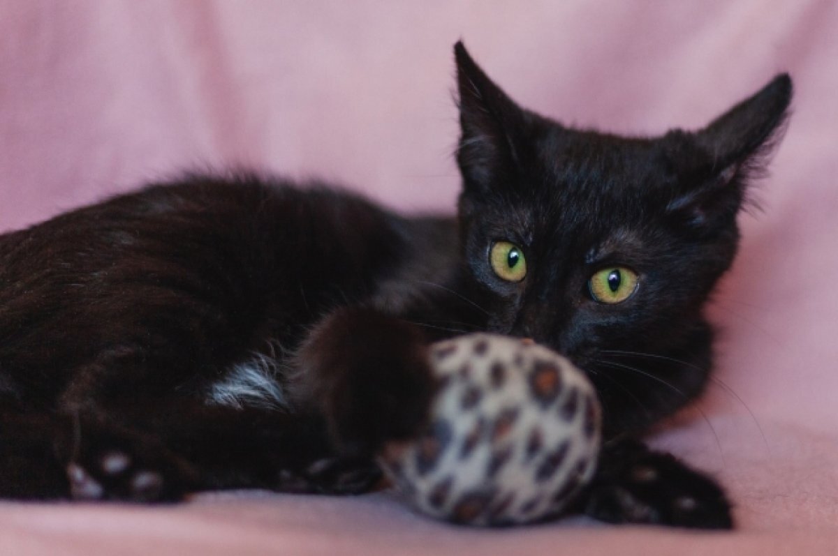    В Твери кошку, пропавшую 21 день назад, спас водитель автобуса