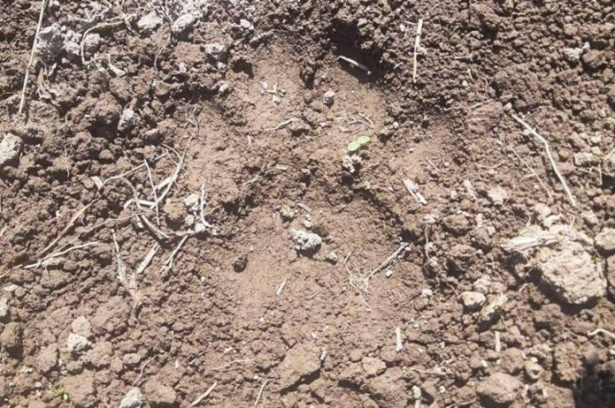    Жителей Хабкрая, которые пытались продать тушу тигра, будут судить