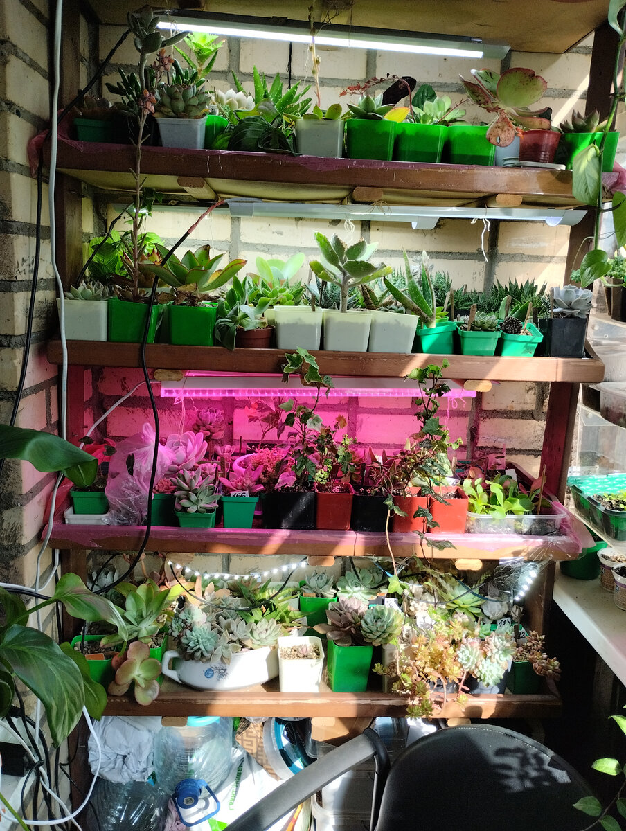 Распихала пока как попало, чтобы не спотыкаться об ящики и не провоцировать кота