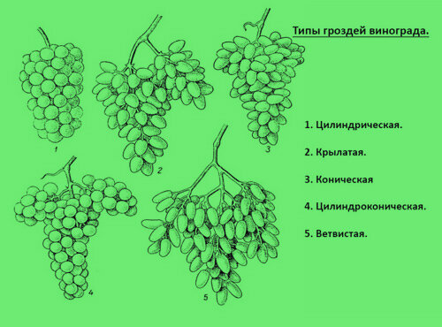 Виноград строение листа