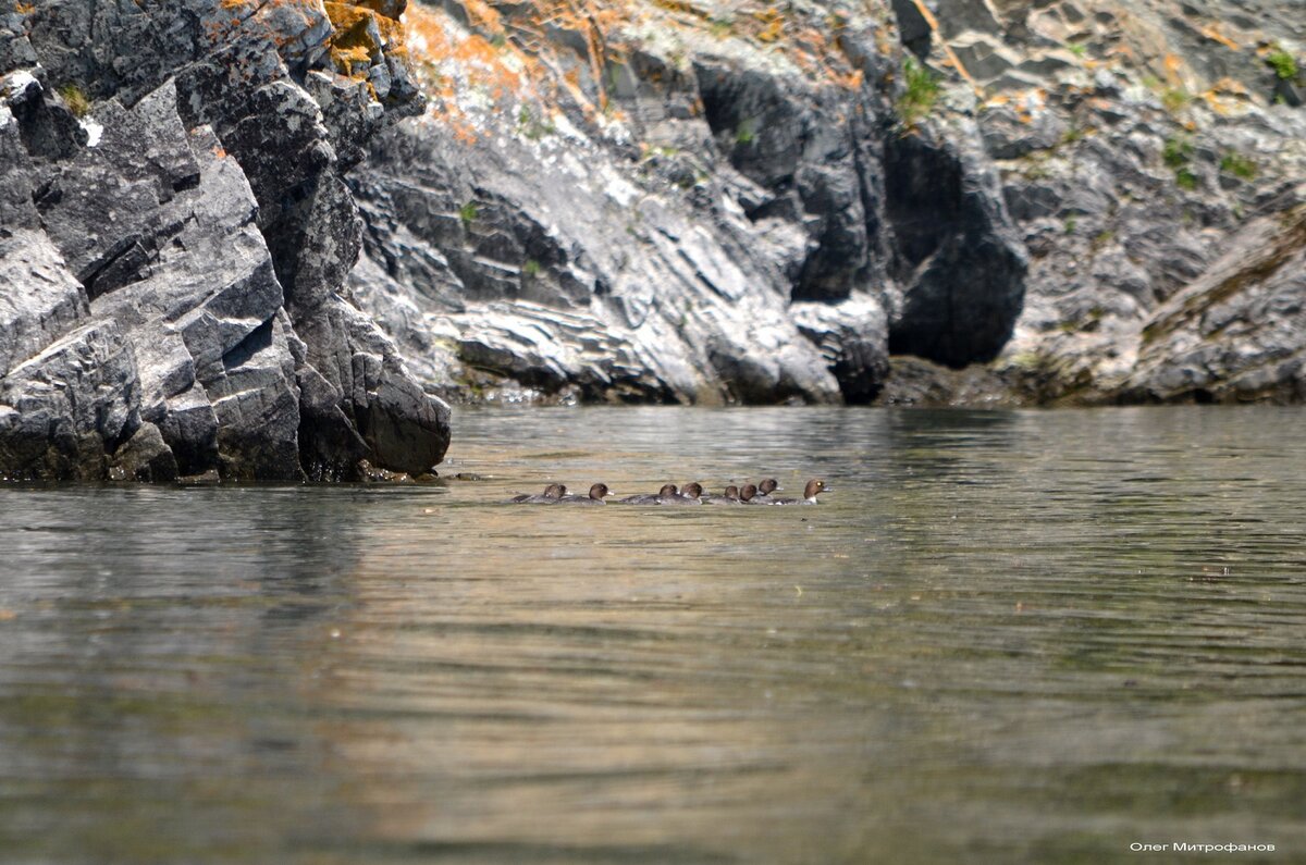 самка гоголя с выводком