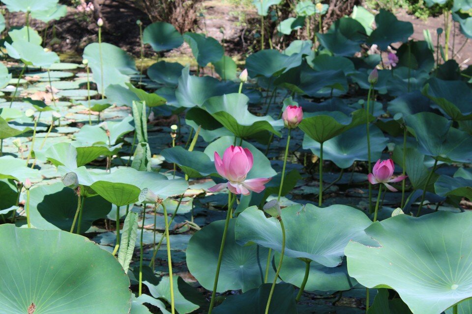    Пик цветения еще не наступил Эдуард Пальгунов