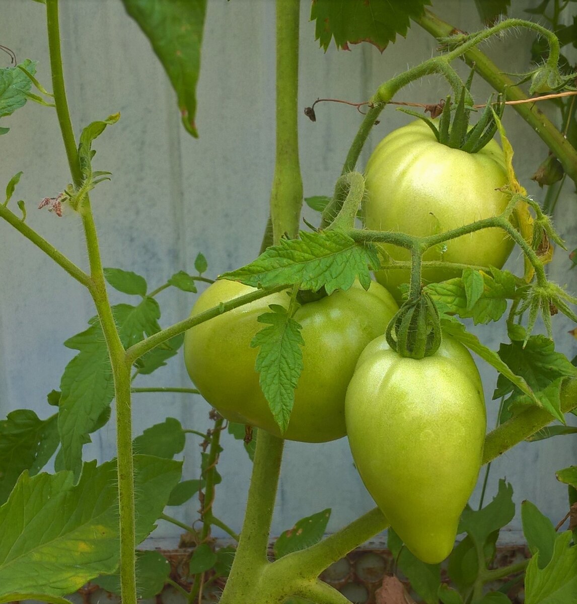 Неделю назад томат Бычье сердце, 24,07.2023 