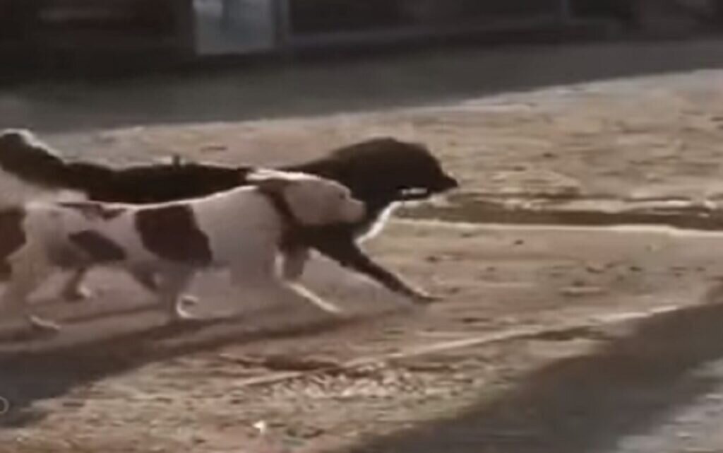 Источник фото: https://www.universoanimali.it/cagnolino-legato-fuori-dal-negozio-aspettava-il-suo-padrone-viene-liberato-da-un-randagio-e-vanno-via-insieme-video/
