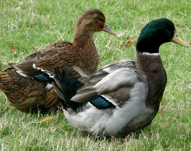 До сих пор существует два стандарта: английский и оригинальный. Английский вид считается выставочным. Оно и понятно, такие полные пернатые производят впечатление! 