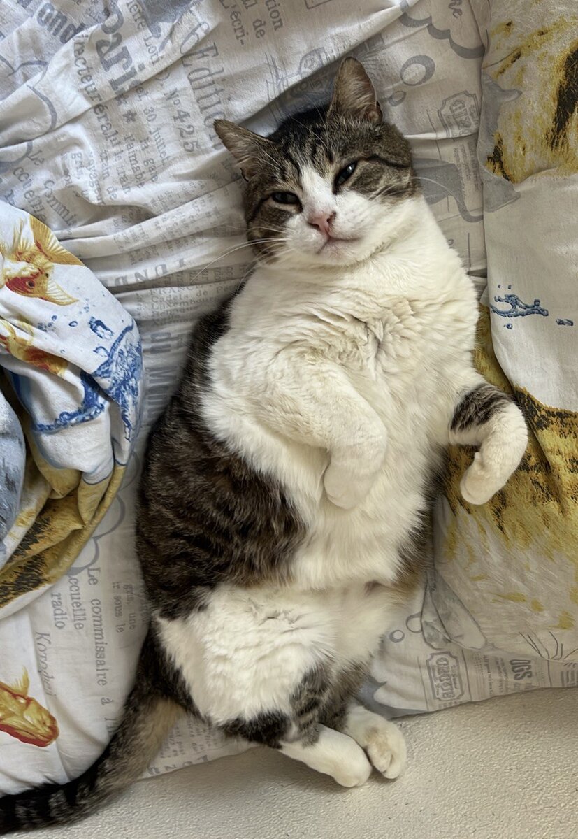 Кот из рассказа "Паразит"