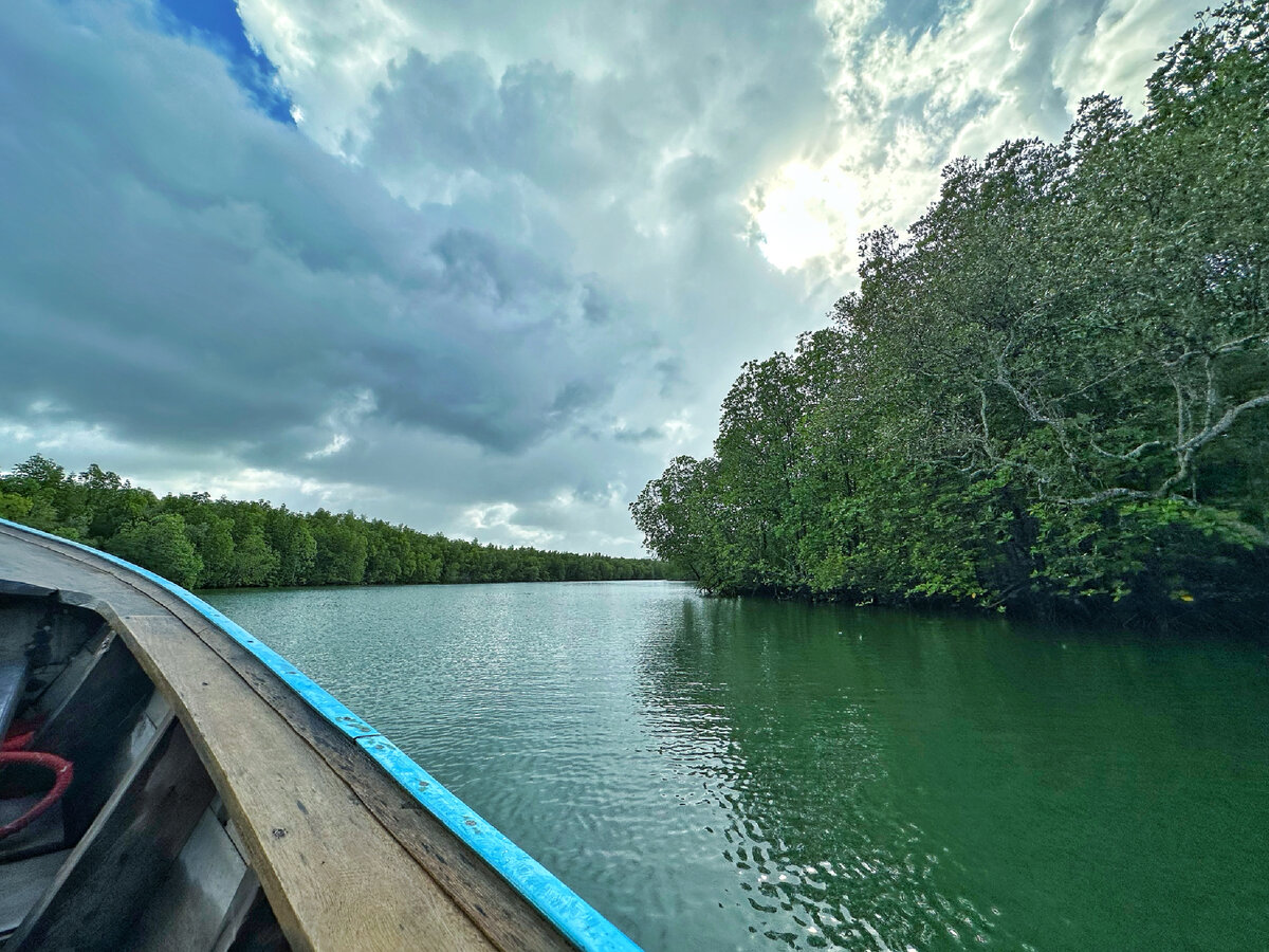 Мангровые заросли