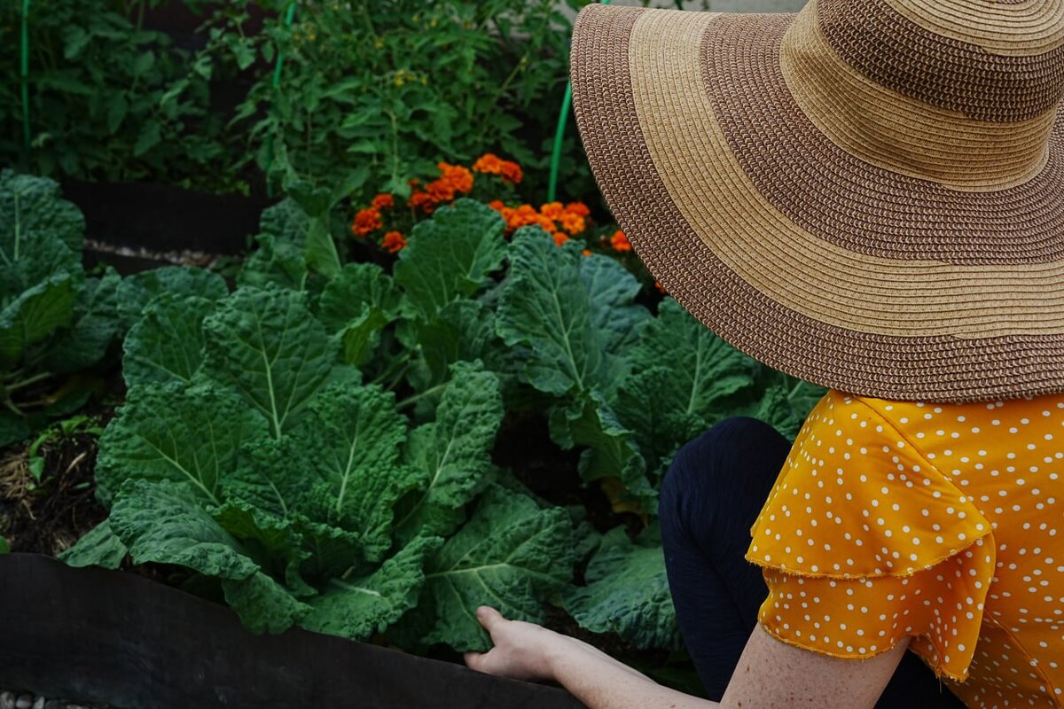 Шикарные грядки Дачного агронома 