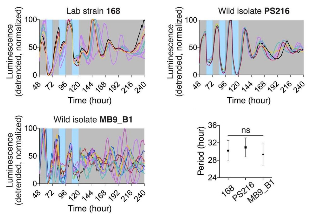     Периодические колебания экспрессии ytvA сохраняются после перехода с режима "день-ночь" на содержание в темноте Francesca Sartor et al. / Science Advances, 2023