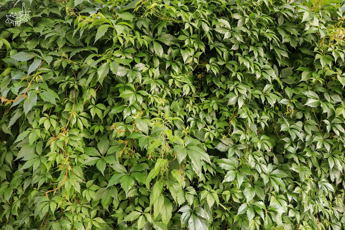 Просто красивое ползучее растение