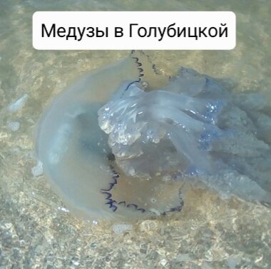 Вот такие крупные с синей каймой медузы встречались в море в районе Голубицкой 