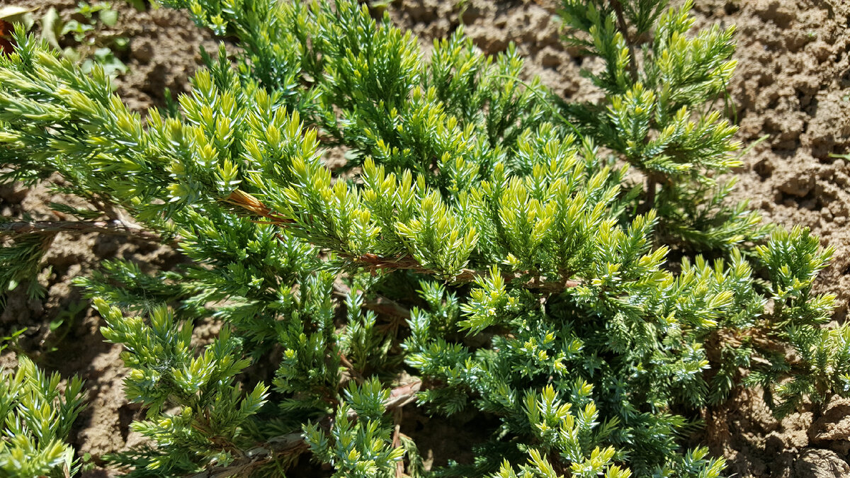 Juniperus sabina 'Cupressifolia' Sabina, Plants, Conifers
