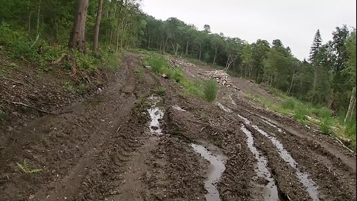 В поисках медведя