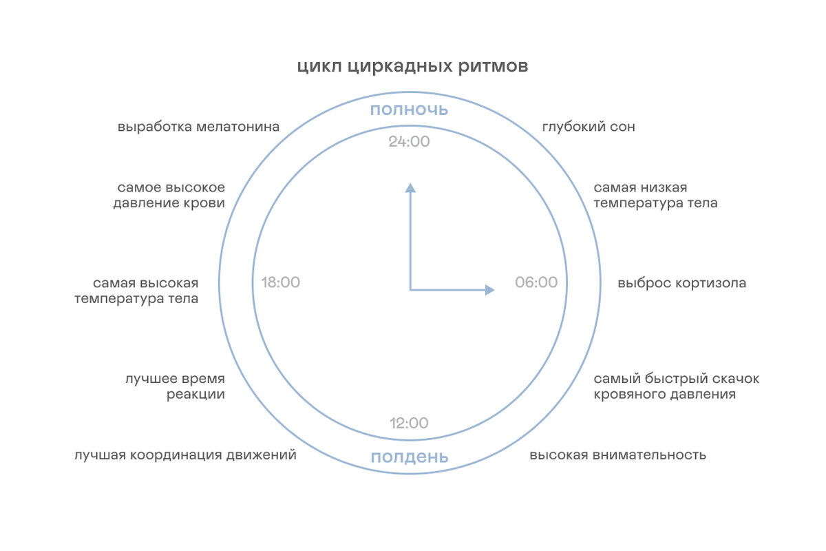 схема работы циркадных ритмов