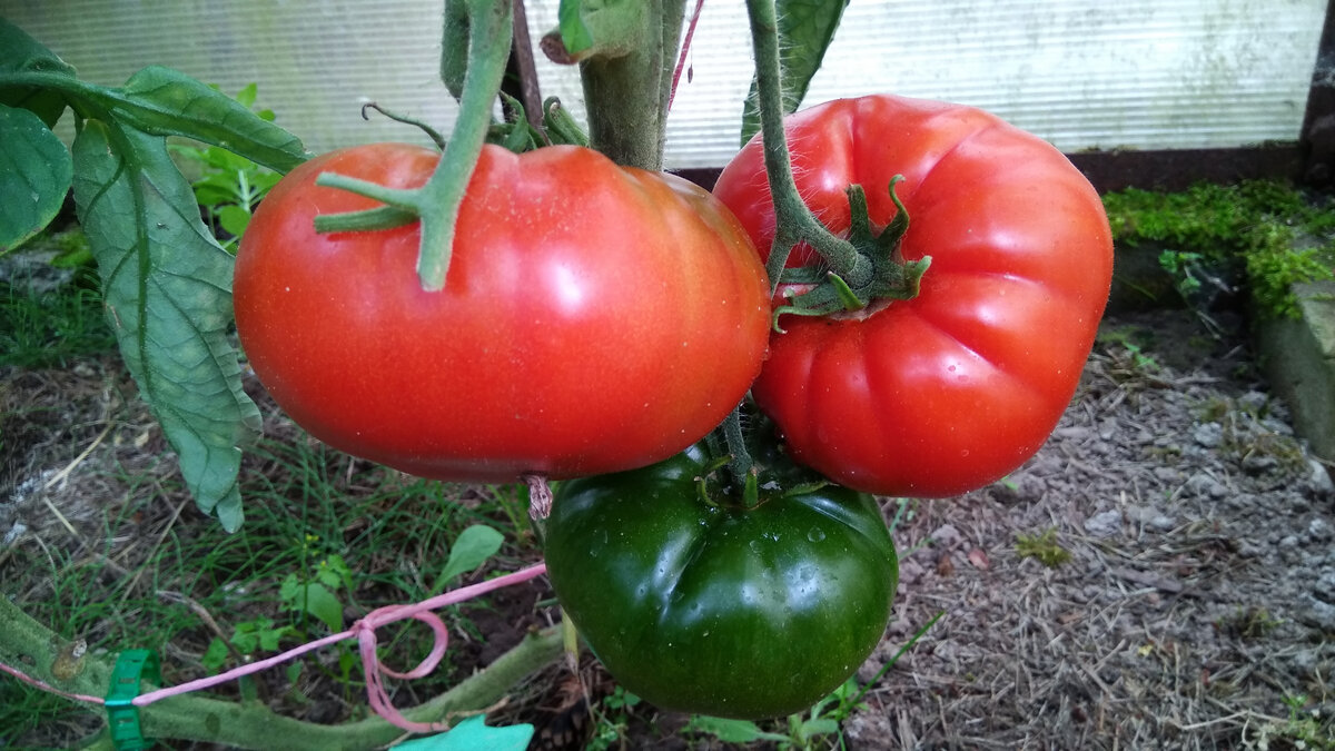 Самый первый плод был самым крупным, сорван был раньше