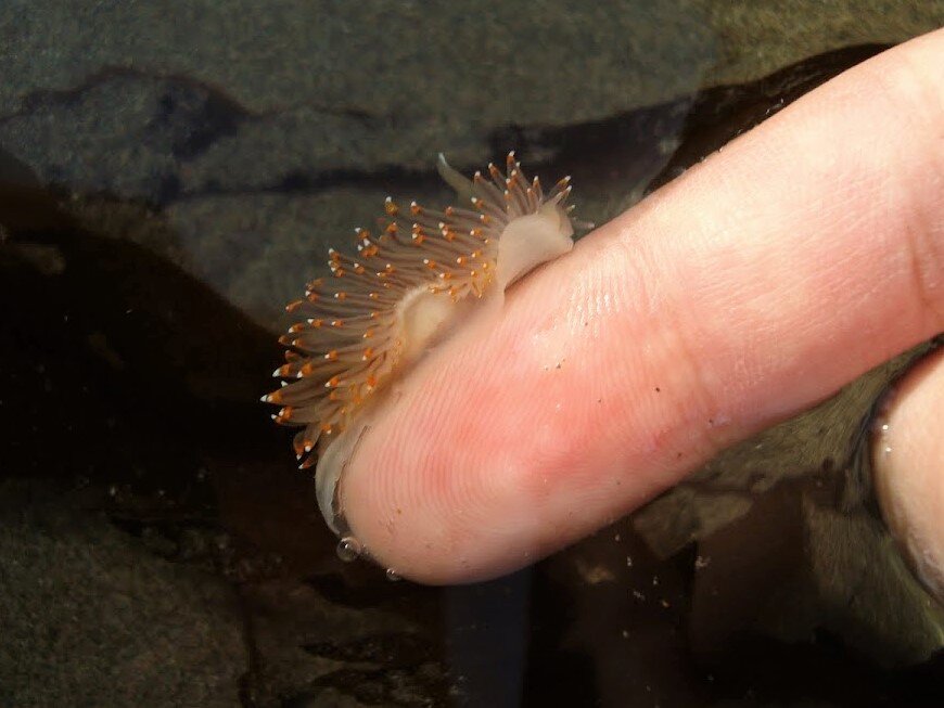 Janolus Fuscus. Фото с сайта https://www.projectnoah.org/