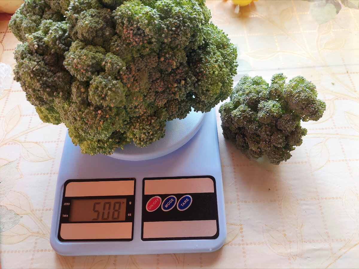 Выросла брокколи,  которую не сажала. Что кладут в пакетики с семенами? Чуть не проворонила её.