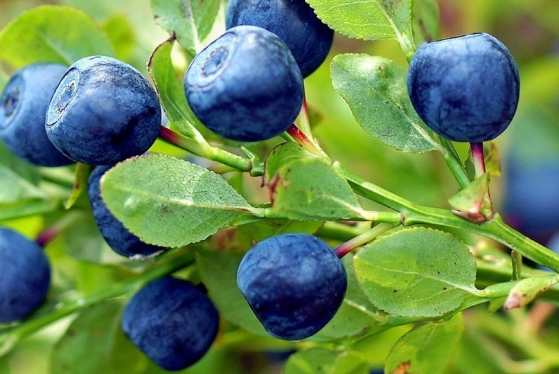 Ягодные места в Югре: где собирать урожай и как сделать вкуснейшие заготовки