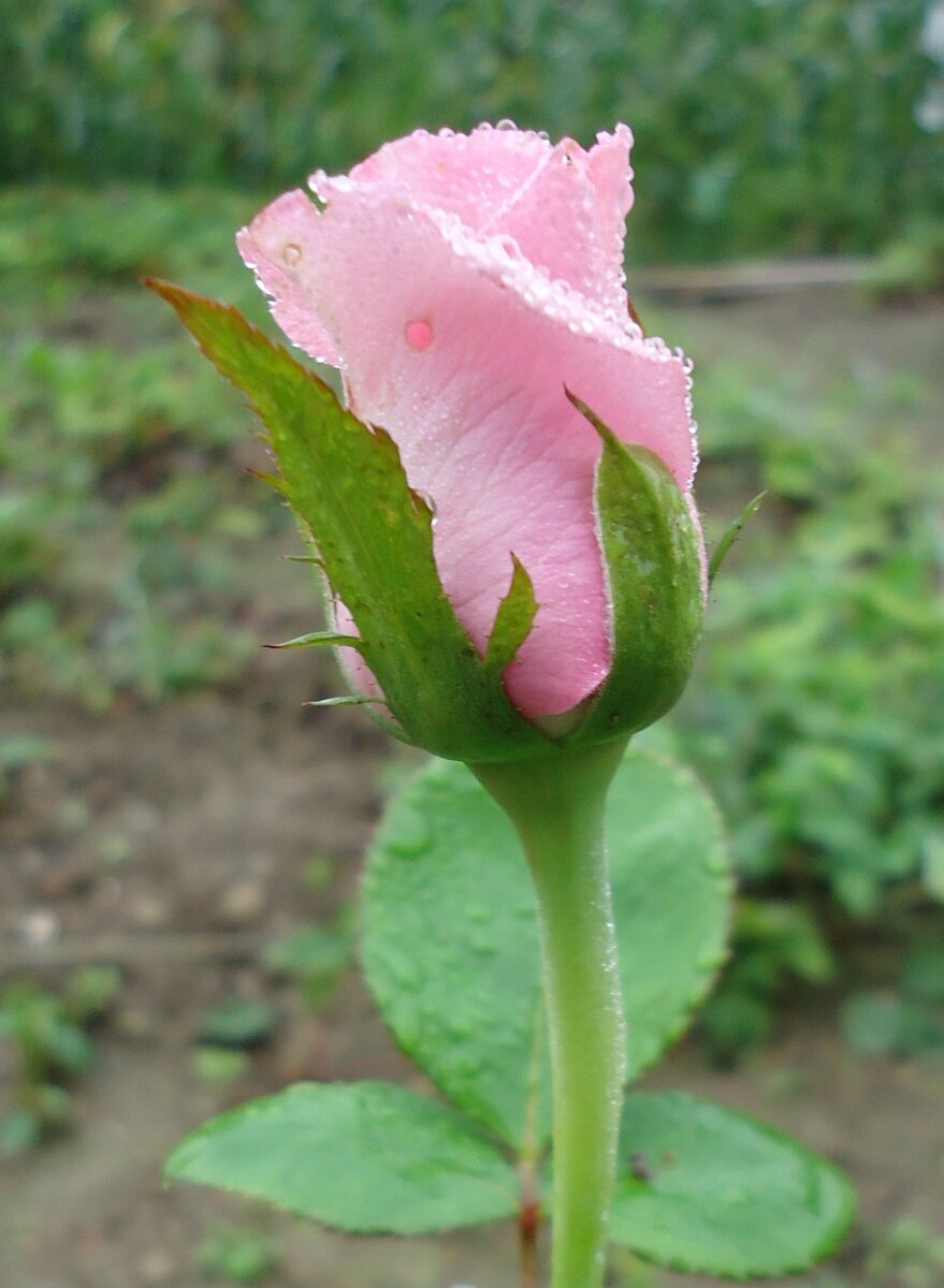 Бутон розы Пинк Флойд