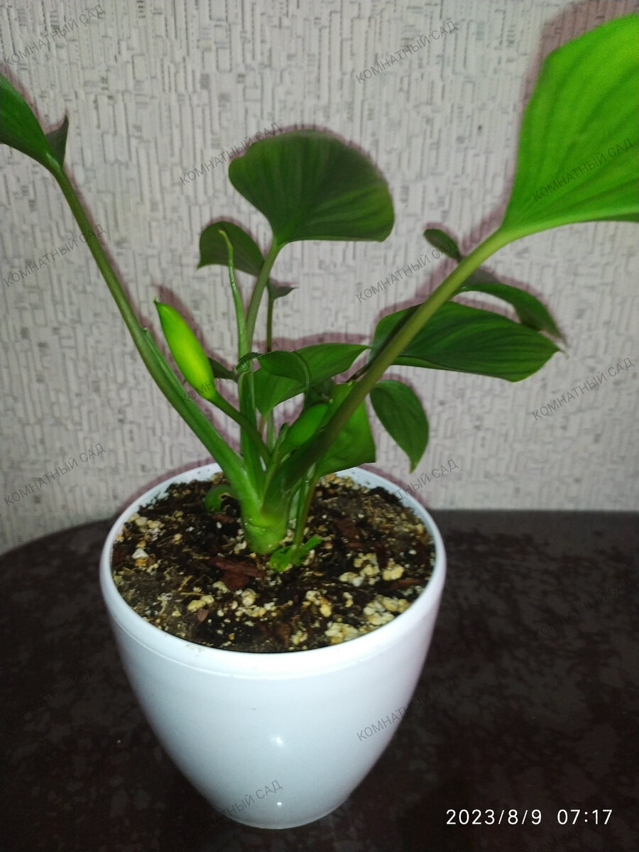 Хомаломена Эмеральд Гейм с бутонами 09.08.2023