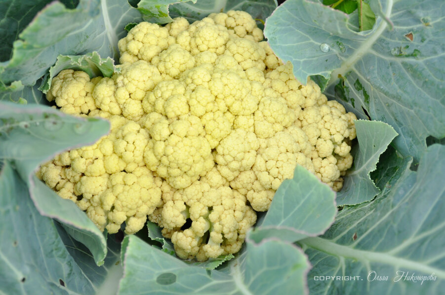 Вырастила капусту - сняла урожай!