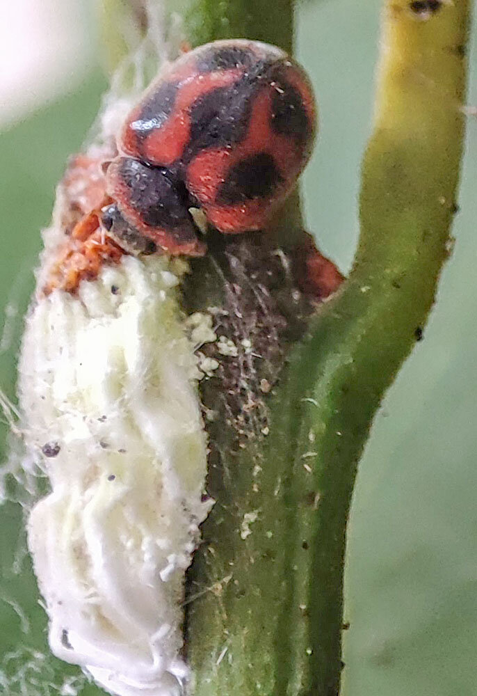    Божьи коровки уничтожают коконы вредителя. Фото: Из личного архивa/ Н. Стрюкова