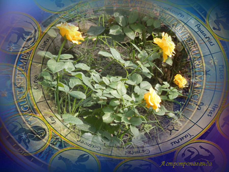 Коллаж Нины Стрелковой. 