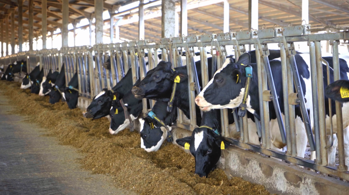 ООО "Дон" Кадр из выпуска на канале "Культиватор"  