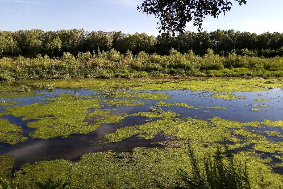 Зарастание водоемов... 