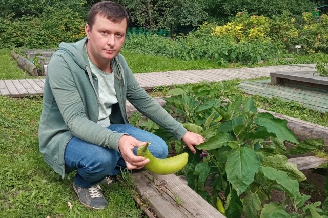    Редкий сорт баклажана - зеленоплодный. Фото:  АиФ/ Олег Бондарь