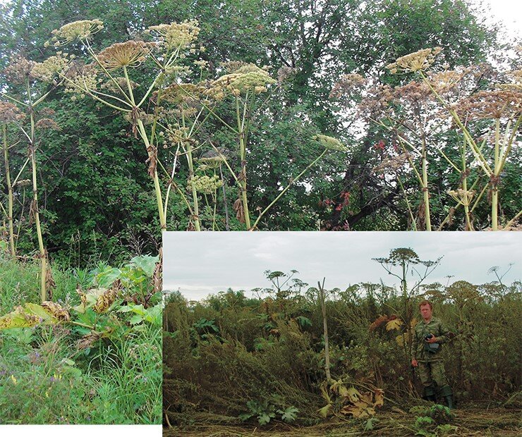 Родина  борщевика Сосновского (Heracleum sosnowskyi Manden.) – Кавказ, а сейчас  он относится к одним из наиболее опасных инвазионных растений Восточной  Европы. Этот инвазивный вид представляет большую угрозу как для  биологического разнообразия, так и для человека. Его листья и плоды  содержат фотосенсибилизирующие вещества, повышающие чувствительность  кожи к ультрафиолету, что может вызвать дерматит, протекающий по типу  ожога. Фото Е. Ю. Зыковой и О. Ю. Писаренко. По: (Куприянов, 2021)