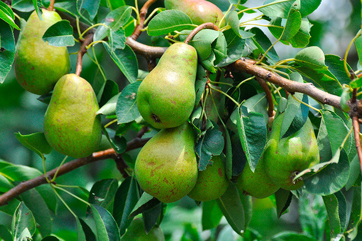    Фото: shutterstock.com