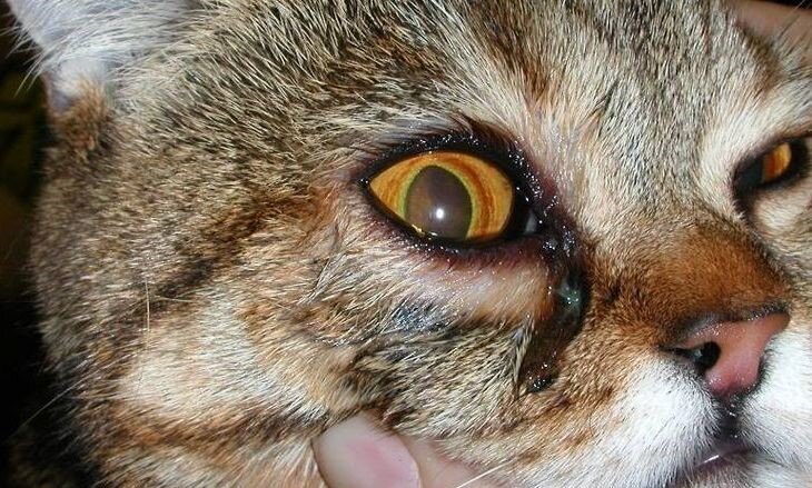 Красный глаз у кота — первый симптом офтальмологических заболеваний